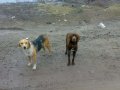 найдены собаки в городе Астрахань, фото 1, Астраханская область