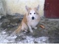 Хозяева нашлись!!! Найдена собака, кобель в городе Екатеринбург, фото 1, Свердловская область