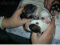 Найдены щенки в городе Мурманск, фото 3, Бюро находок