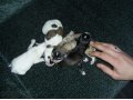 Найдены щенки в городе Мурманск, фото 4, Мурманская область
