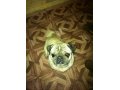найдена собака мопс в городе Краснодар, фото 1, Краснодарский край