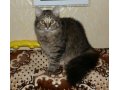 Потерялась кошка в городе Таганрог, фото 1, Ростовская область