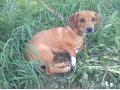 Пропала собака в городе Бабаево, фото 1, Вологодская область