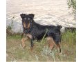 Пропала собака в городе Баймак, фото 1, Башкортостан