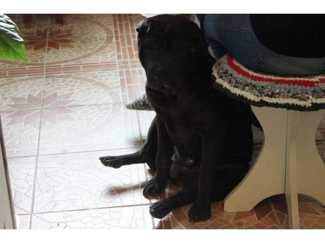 Найден Шар-пей! в городе Новороссийск, фото 2, Бюро находок