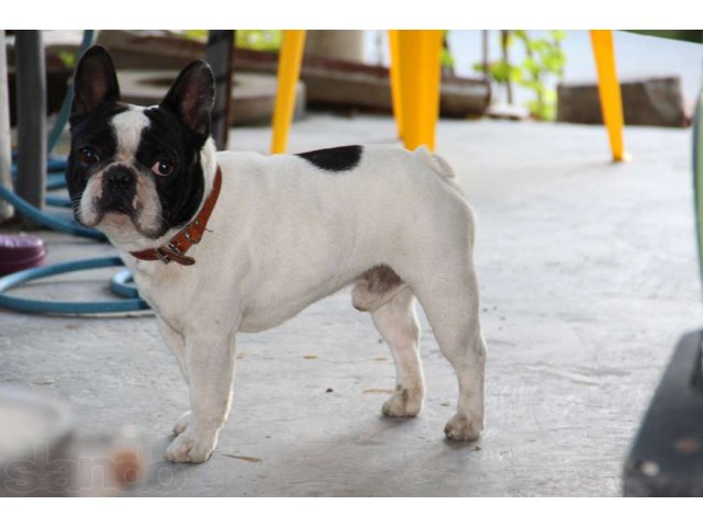 Пропала собака в городе Туапсе, фото 2, стоимость: 0 руб.
