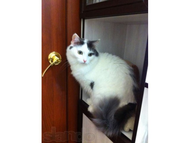 Потерялся кот в городе Екатеринбург, фото 1, стоимость: 0 руб.