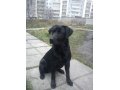 Пропала собака в городе Ульяновск, фото 1, Ульяновская область
