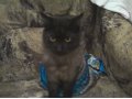 Пропал кот в городе Геленджик, фото 1, Краснодарский край