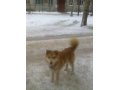 Найден рыжий пёс с ошейником в городе Отрадное, фото 1, Ленинградская область