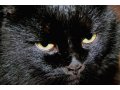 Потерялся чёрный кот! в городе Нижний Тагил, фото 1, Свердловская область