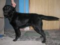 Найдена собака в городе Краснодар, фото 1, Краснодарский край