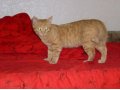 Пропал рыжий котик в городе Хабаровск, фото 1, Хабаровский край