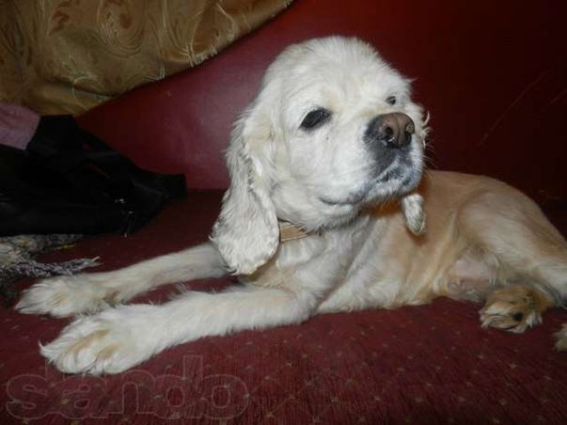 найдена собака в городе Оренбург, фото 5, стоимость: 0 руб.