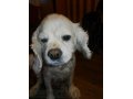 найдена собака в городе Оренбург, фото 2, стоимость: 0 руб.