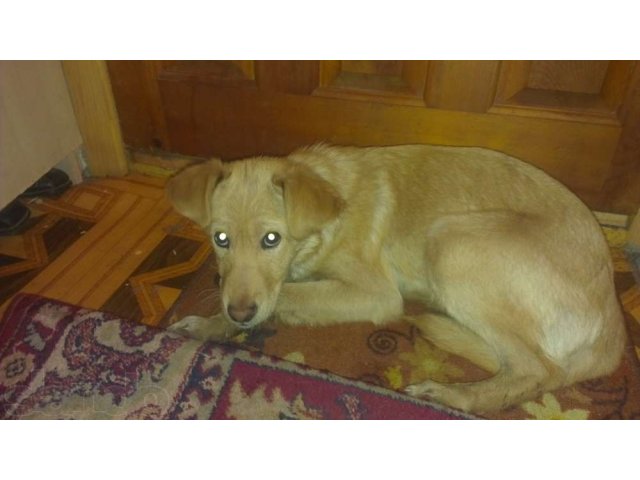 Найден щенок! в городе Хабаровск, фото 1, стоимость: 0 руб.