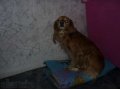 найдена собака русский охотничий спаниель. в городе Волгоград, фото 1, Волгоградская область