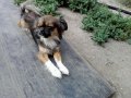 потерялась собака в городе Нижний Тагил, фото 1, Свердловская область