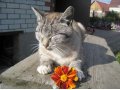 Потерян кот в городе Барнаул, фото 1, Алтайский край