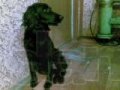 найдена собака в городе Хабаровск, фото 1, Хабаровский край