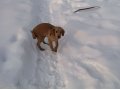 Нашелся щенок в городе Брянск, фото 1, Брянская область