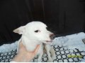 Найдена гладкошерстная собачка в районе Базы Каф в городе Хабаровск, фото 1, Хабаровский край
