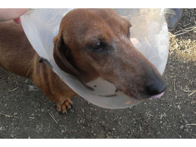Найдена собака, такса! в городе Армавир, фото 1, Бюро находок