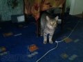 Найден кот. в городе Новокузнецк, фото 1, Кемеровская область