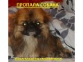 Пропала собака в городе Благовещенск, фото 1, Амурская область