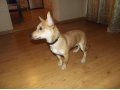 Найдена собака в городе Новокузнецк, фото 2, стоимость: 0 руб.
