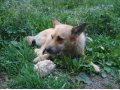 потерялась рыжая собака, Торгашино в городе Красноярск, фото 1, Красноярский край