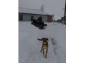 Пропала собака в городе Сланцы, фото 1, Ленинградская область