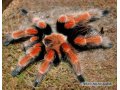 Паук птицеед (brachypelma boehme) в городе Волгоград, фото 1, Волгоградская область