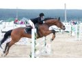 Продам спортивного коня (чистокровный верховой) в городе Челябинск, фото 1, Челябинская область