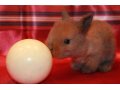 Продам декоративных крольчат в городе Абакан, фото 3, Другие животные