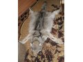 ковер из шкуры волка в городе Благовещенск, фото 1, Амурская область
