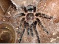 Продам 2-х взрослых пауков в террариумах в городе Воронеж, фото 2, стоимость: 5 000 руб.