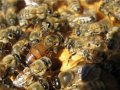 продам пчел семьи!!! в городе Пенза, фото 1, Пензенская область