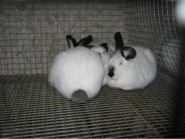 Кролики в городе Майский, фото 3, стоимость: 400 руб.