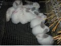 Кролики в городе Майский, фото 2, стоимость: 400 руб.