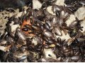 Мраморные тараканы в городе Йошкар-Ола, фото 1, Марий Эл
