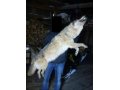 продам волка для чучела в городе Екатеринбург, фото 1, Свердловская область