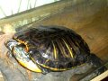 Черепаха красноухая в городе Кемерово, фото 1, Кемеровская область