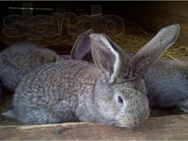 Кролики мясной породы в городе Галич, фото 1, стоимость: 500 руб.