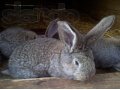 Кролики мясной породы в городе Галич, фото 1, Костромская область