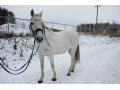 Продается лошадь андалузской породы в городе Екатеринбург, фото 1, Свердловская область