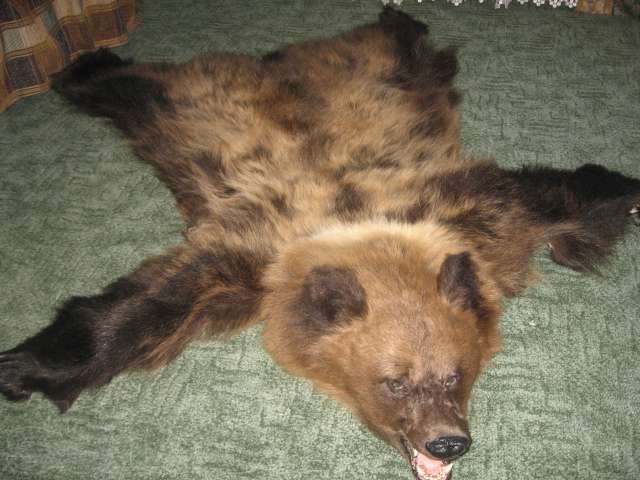 Шкура медведя в городе Екатеринбург, фото 2, Свердловская область