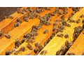 Пчелы в городе Пенза, фото 1, Пензенская область