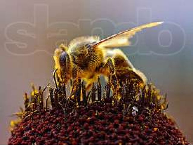 Продам пчелопакеты в городе Коломна, фото 1, Другие животные