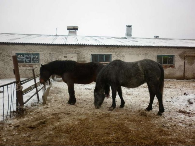 Продам лошадей, возраст 2 года в городе Красноярск, фото 1, стоимость: 40 000 руб.
